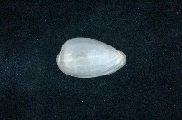 藏品(臺灣穀米螺)的圖片